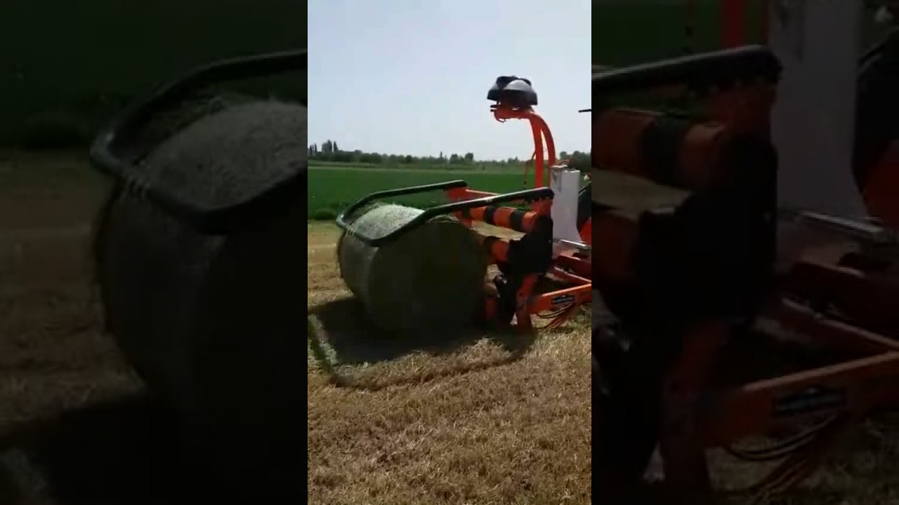 Ryegrass silajı