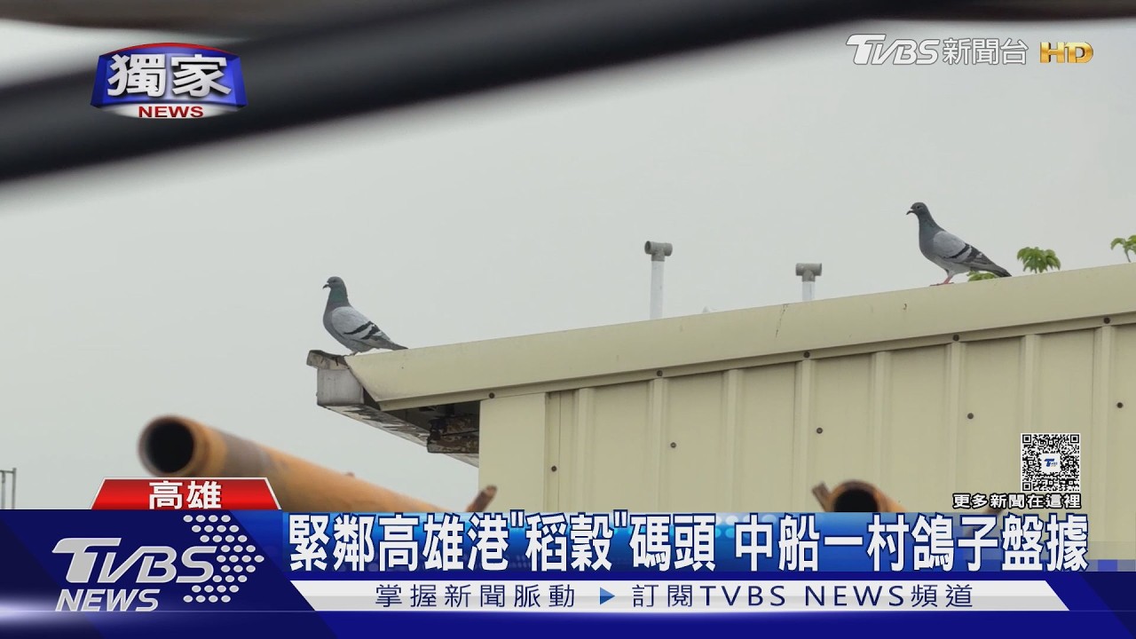 #獨家 鴿襲高雄中船一村！ 居民繩子綁棍驅趕　被控擾鄰險撕破臉｜TVBS新聞 @TVBSNEWS01