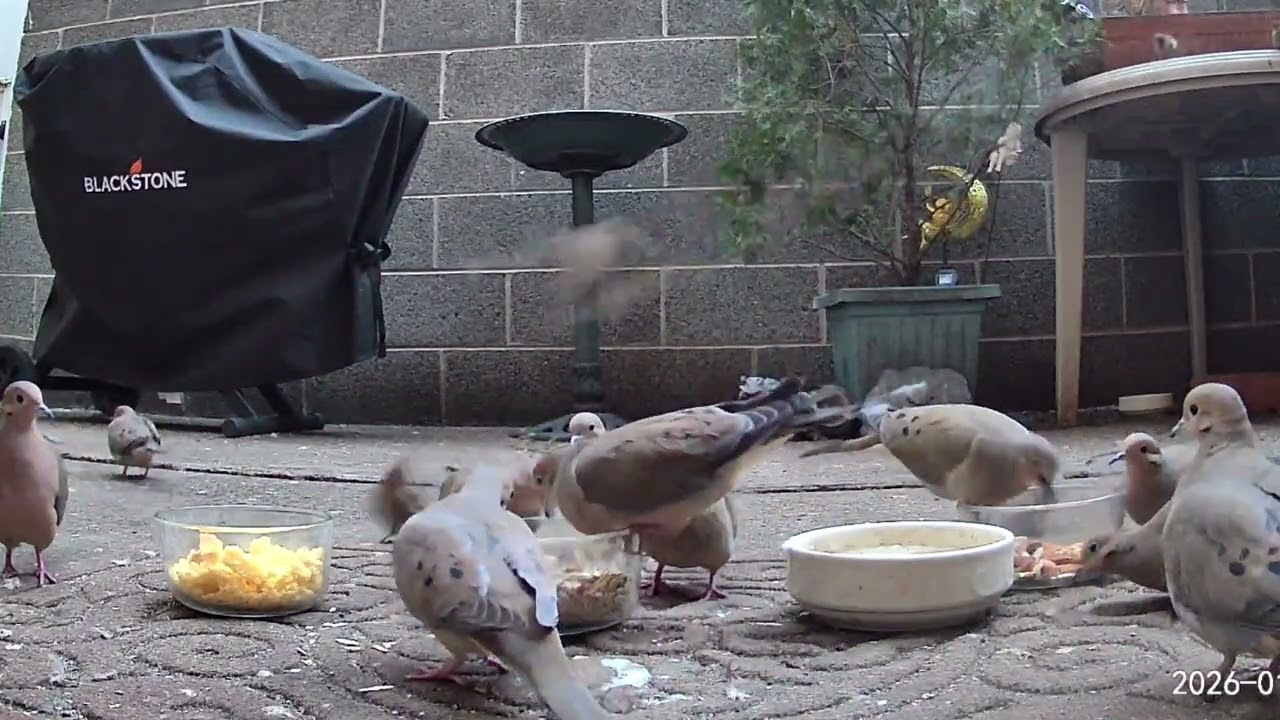 City mourning doves with attitude 😂