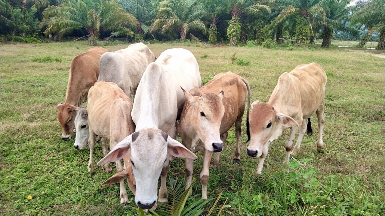 A bunch of cows are eating