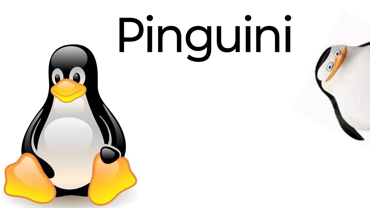 Pinguini se imping?!?!?!?!