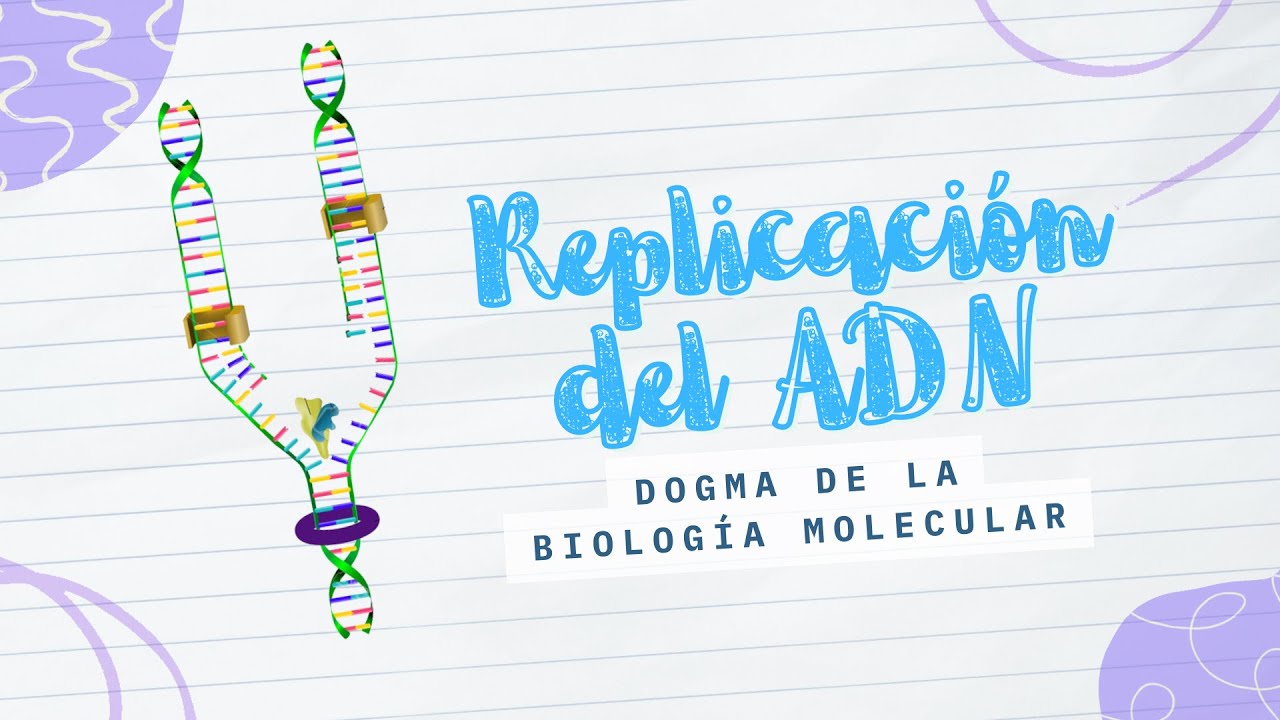 ¿Por qué la Replicación del ADN es tan fundamental para las células?