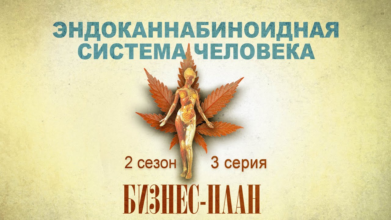 #196 Эндоканнабиноидная система человека. Анандамид. Бизнес План с2с3. Диабет.