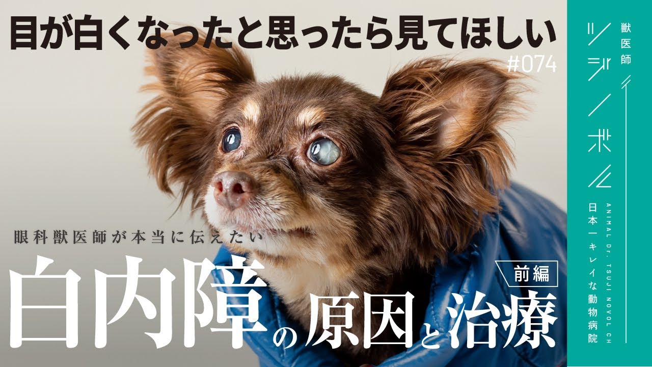 【犬の白内障｜前編】9割が誤解している白内障について眼科獣医師が徹底解説【獣医師ツジノボル】