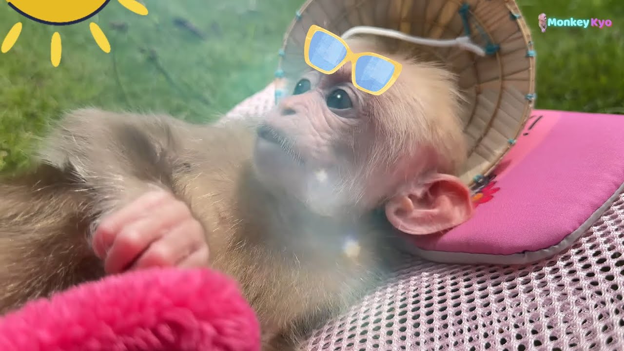 Baby monkey Kyo is Super cute when sunbathing with Dad | Full version