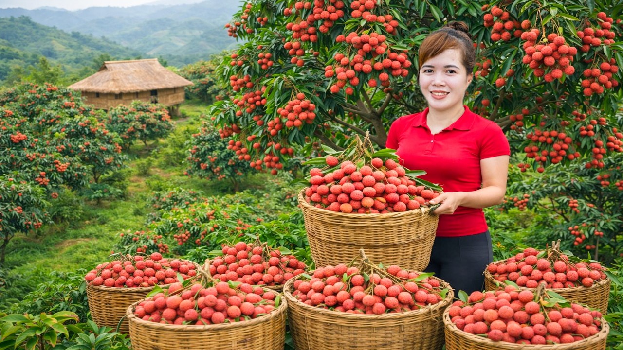 Harvesting Thousands of Lychees And Go To Market Sell in One Day – Amazing Lychee Farm! 🍒🔥
