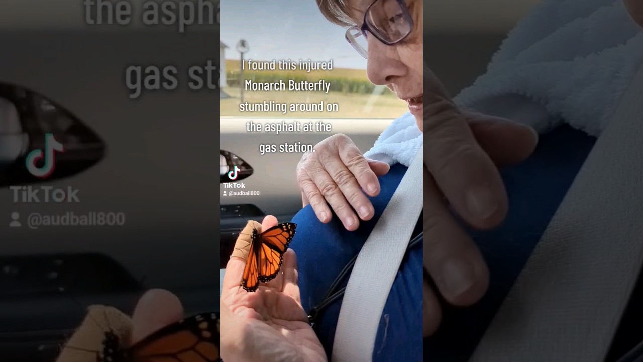 MISSION: MONARCH RESCUE #monarchbutterfly 🦋