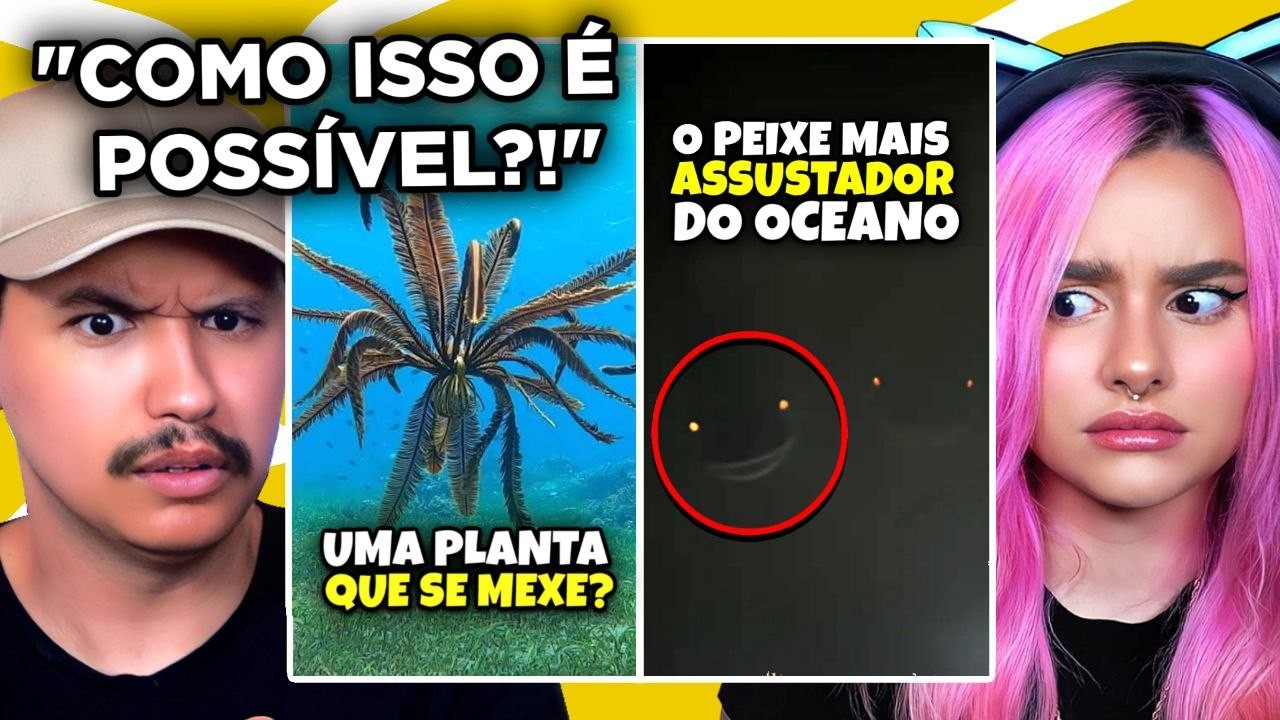 ANIMAIS MAIS ESTRANHOS DO FUNDO DO MAR | Curiosidade Curiosas