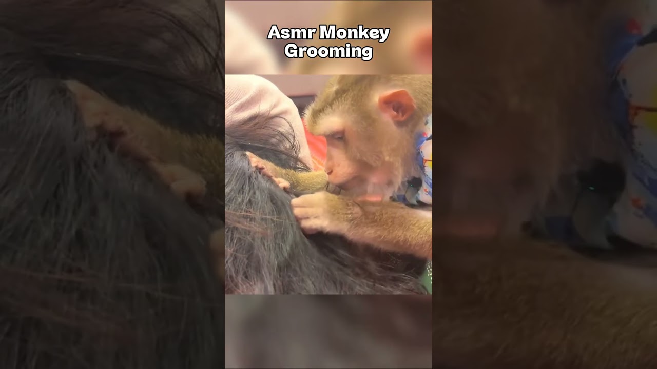Monkey grooming ASMR