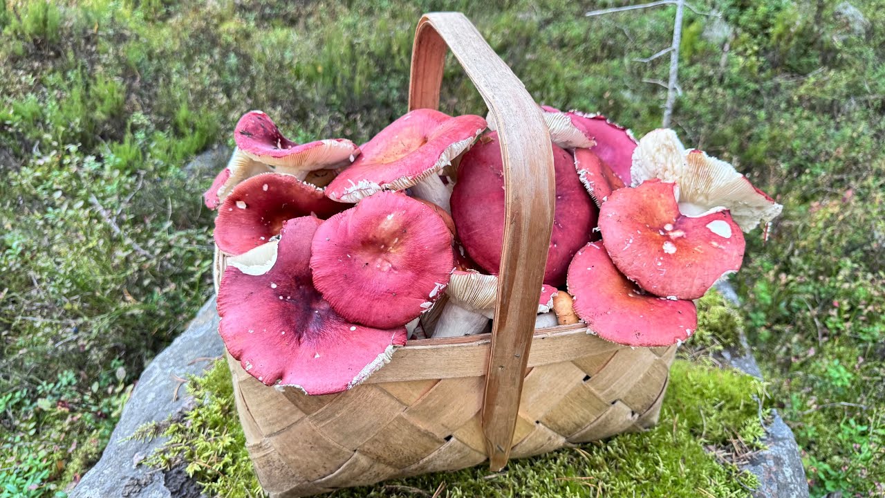 🍄❤️คลิปเก็บเห็ดน้ำหมาก เห็ดก่อฟินแลนด์ เพิ่งมีเวลาลงจ้า มีแต่ดอกสวยๆ 
