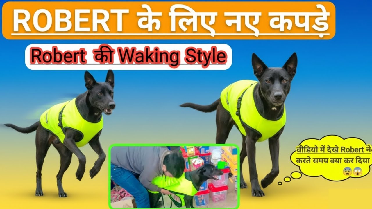 Robert Ke Liye Naye Kapde | Robert Ki Walking Style | Dog Ki Runing | Kutte ki Aawaj | Pet Loving 