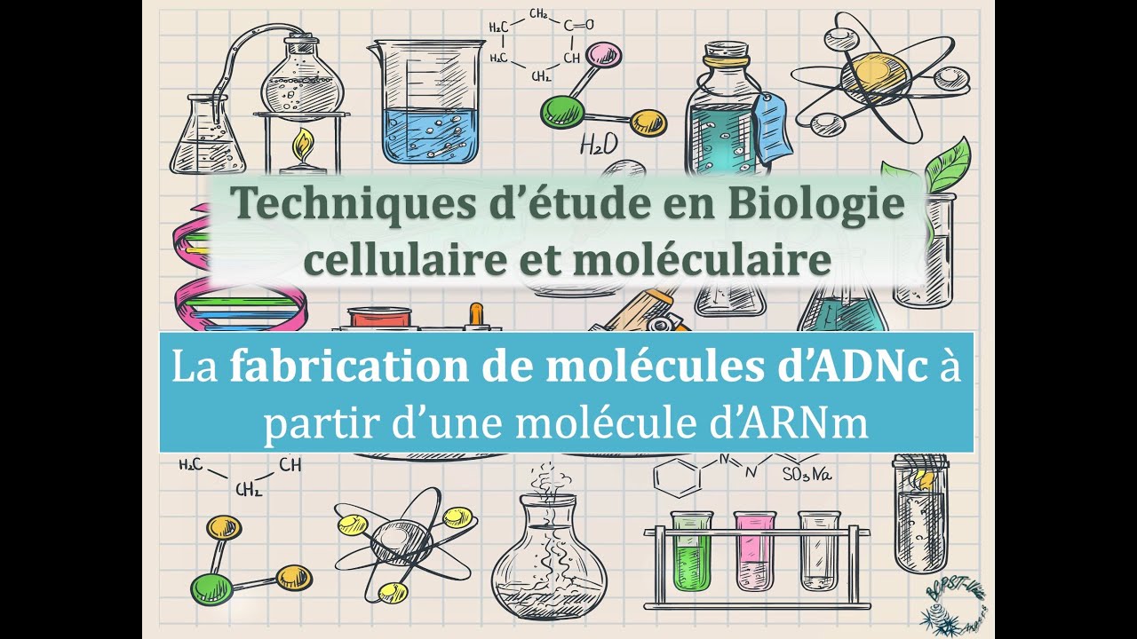 Fiches techniques: la fabrication de mol&eacute;cules d'ADNc &agrave; partir d'un ARNm