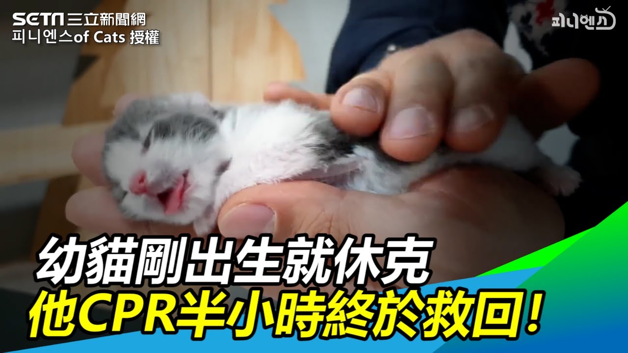 幼貓剛出生就休克　他CPR半小時救回：謝謝你活下來｜三立新聞網SETN.com