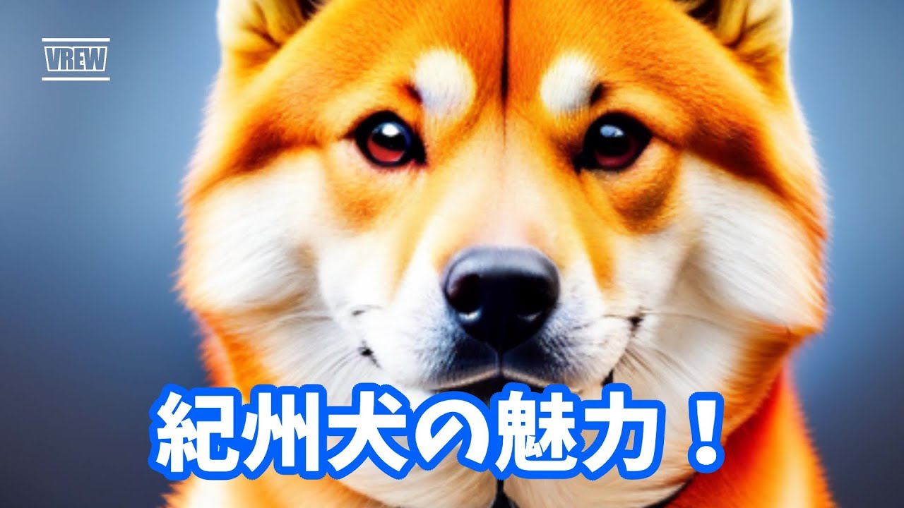 紀州犬の魅力！