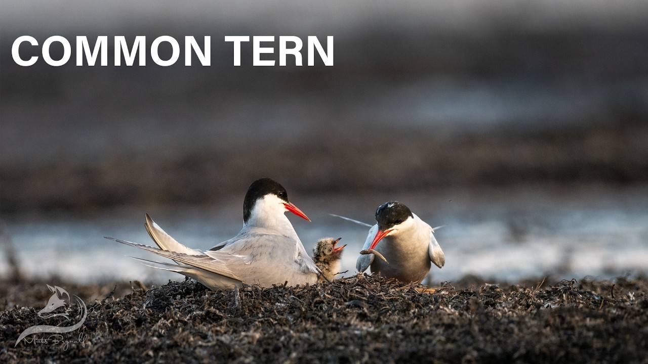 Secret Life of the Common Tern (Fisket&auml;rna): From Mating to Chick Feeding