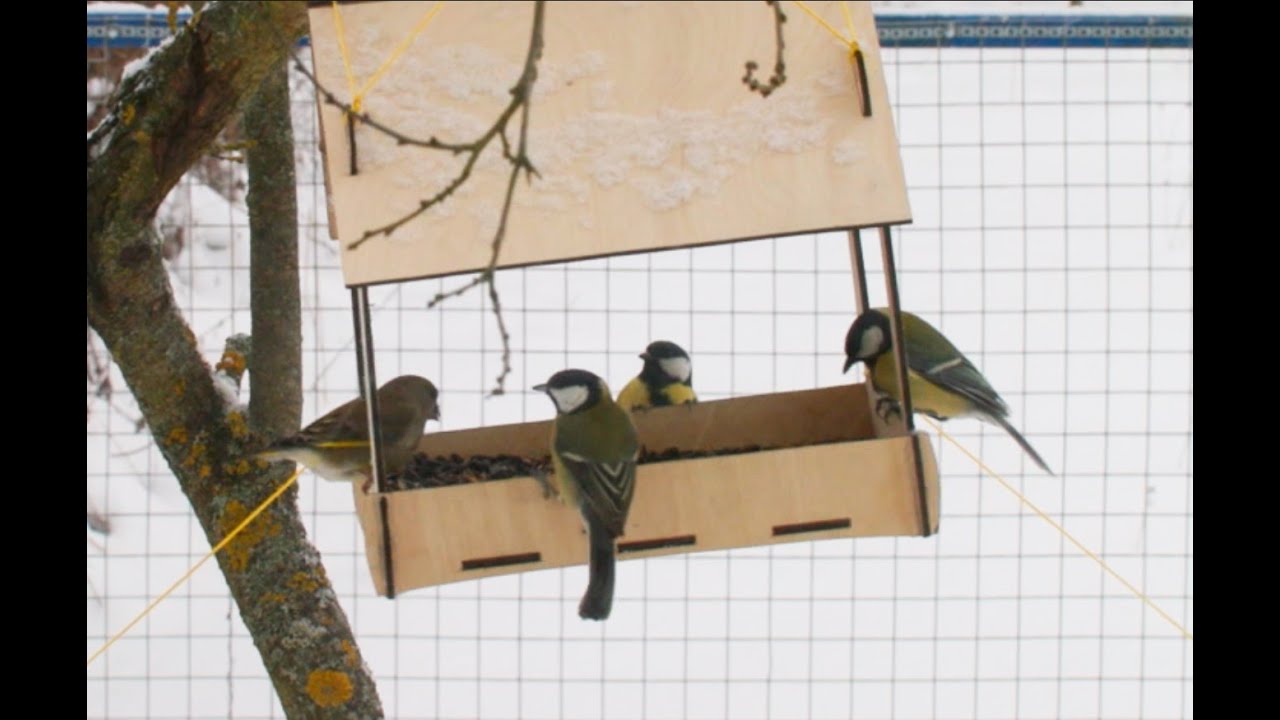 Feeding and watching birds