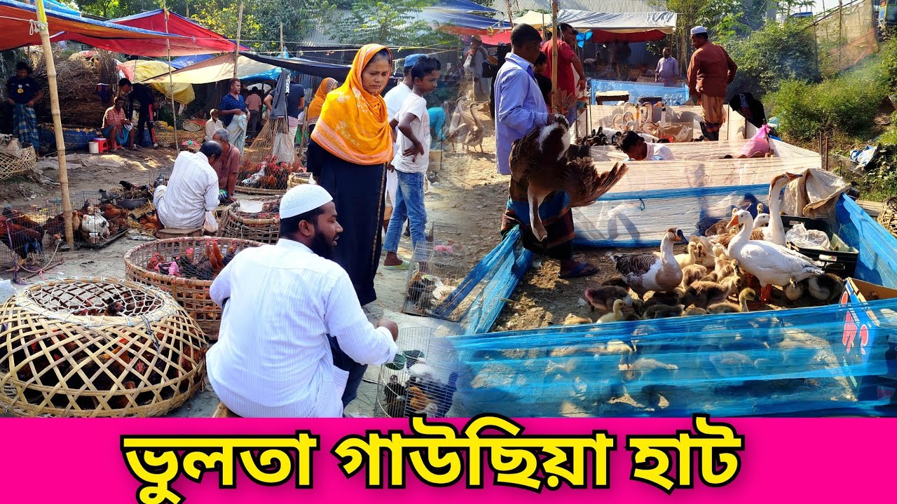২০-১১-২৫. ভুলতা গাউছিয়া গোলাকান্দাইল হাট। দেশি হাঁস মুরগির হাট। রাজা হাঁস। চিনা হাঁস। ফেন্সি মুরগি।
