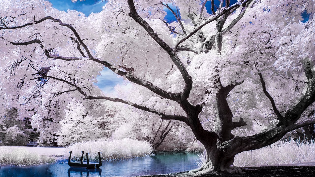 Basics of Infrared Photography