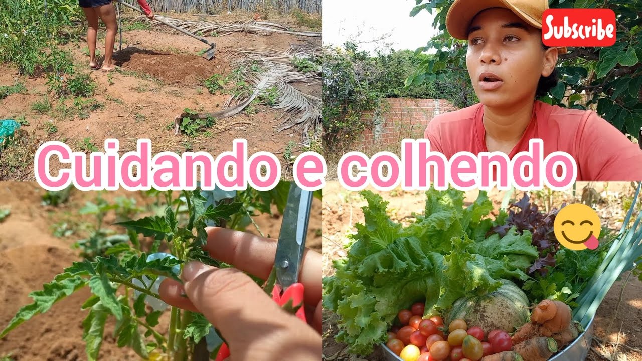 cuidei um pouco da horta e fiz um colheita maravilhosa