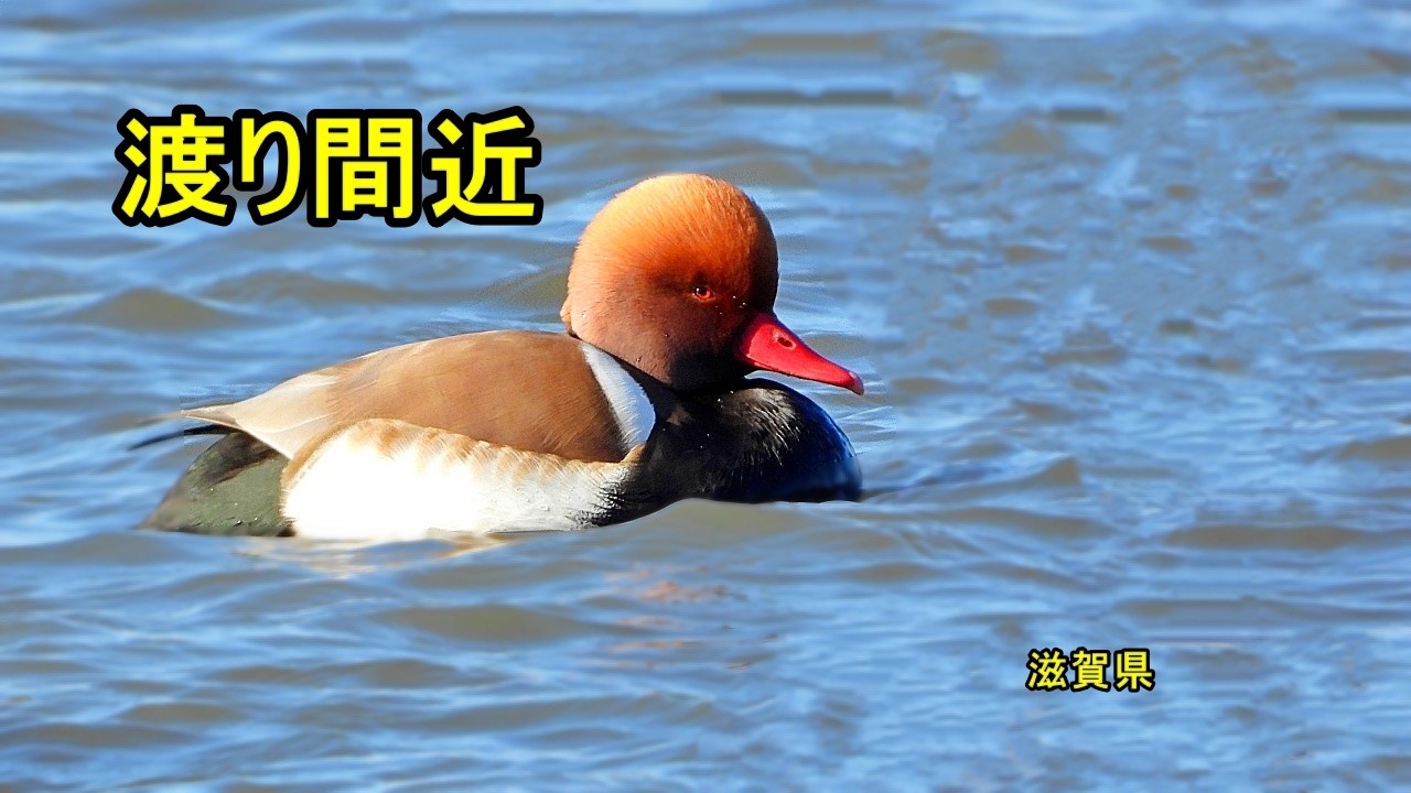 アカハシハジロ｜滋賀県に残る珍しい冬鳥（Netta rufina）