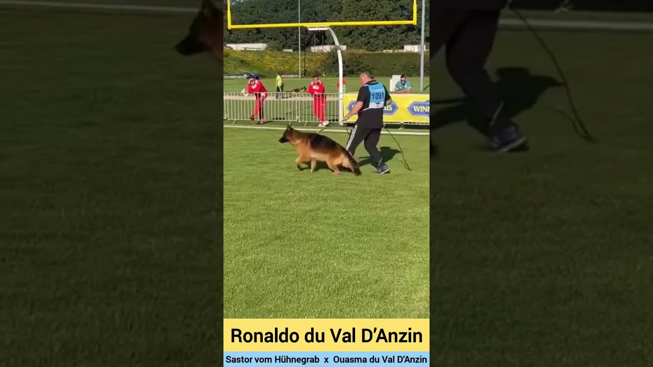 Ronaldo du Val D’Anzin | s/o Sastor vom Hühnegrab #gsd #bszs2023 #dogshow #germanshepherd
