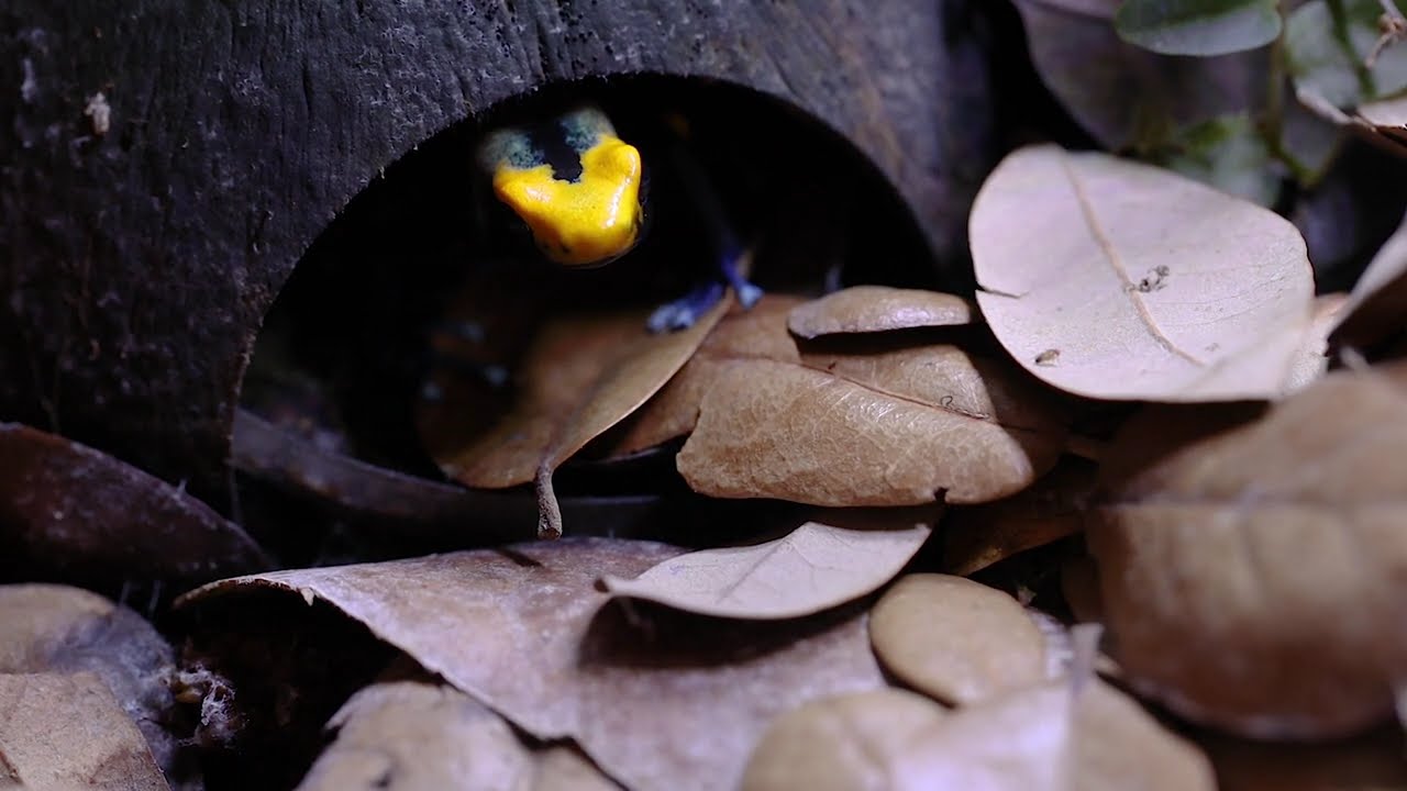Dendrobates tinctorius 'Tumucumaque - Peacock'