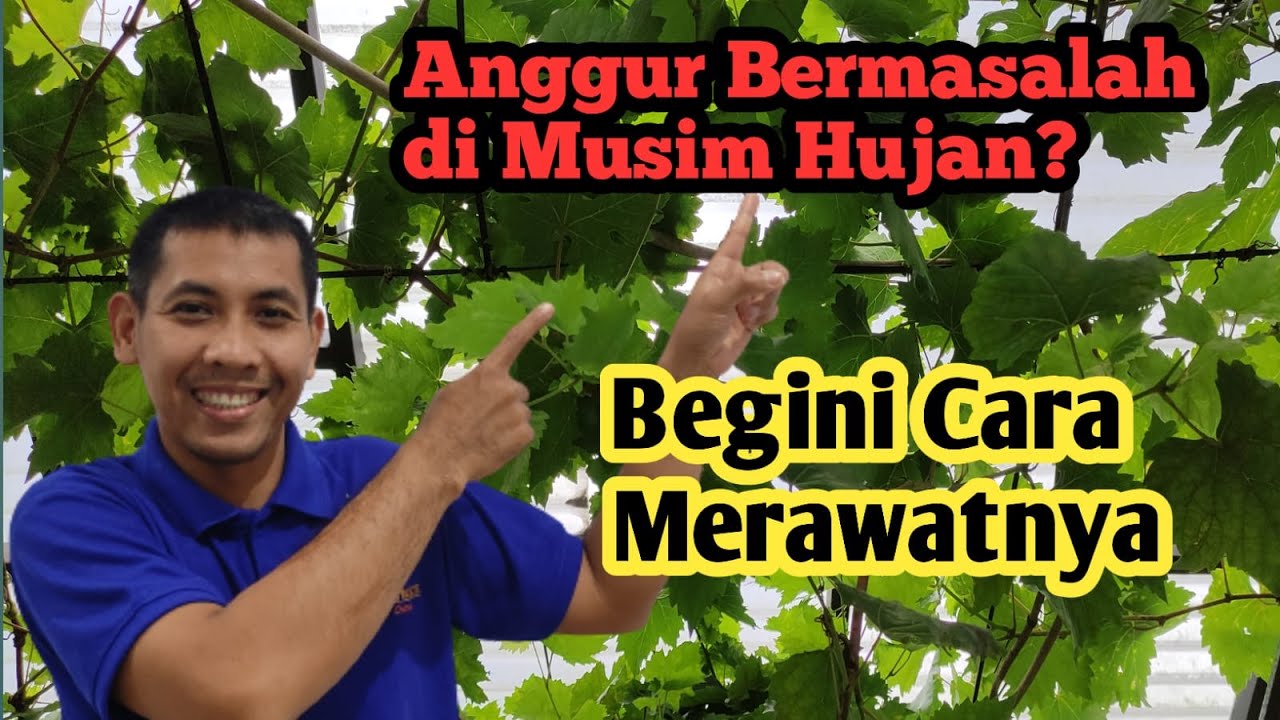 Kiat Sukses Perawatan Anggur Tabulampot di Musim Hujan