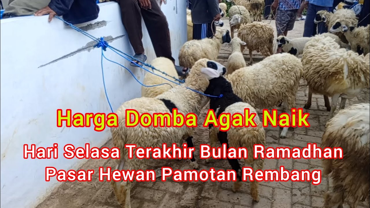 Harga Domba Agak Naik Hari Selasa Terakhir Bulan Ramadhan ‼️ Pasar Hewan Pamotan Rembang 