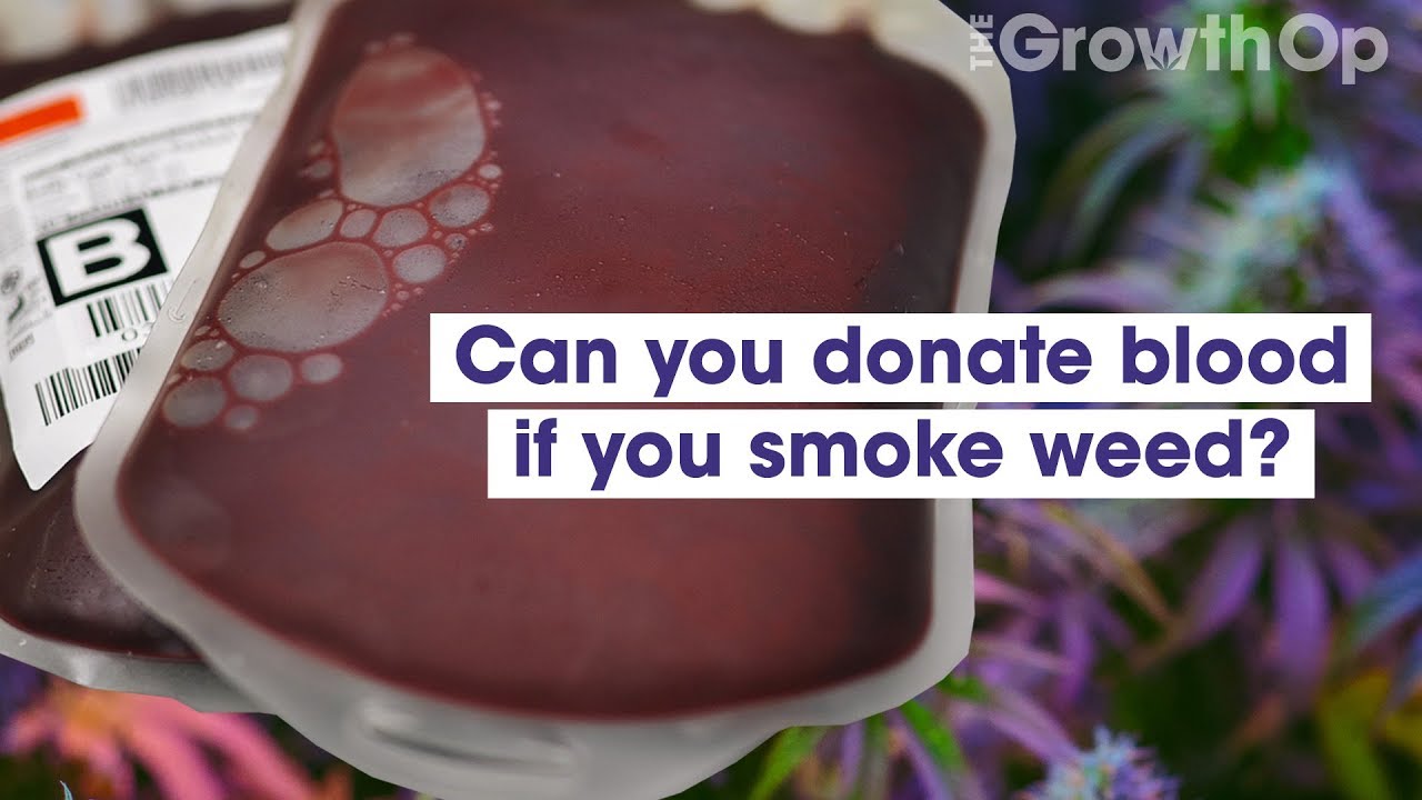 Can you donate blood if you smoke weed? | Weed Easy