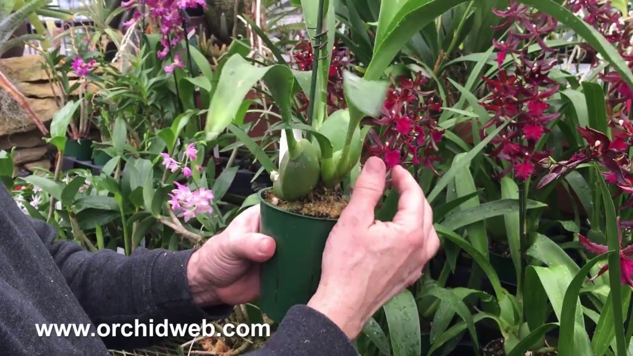 OrchidWeb - Colmanara Masai Red