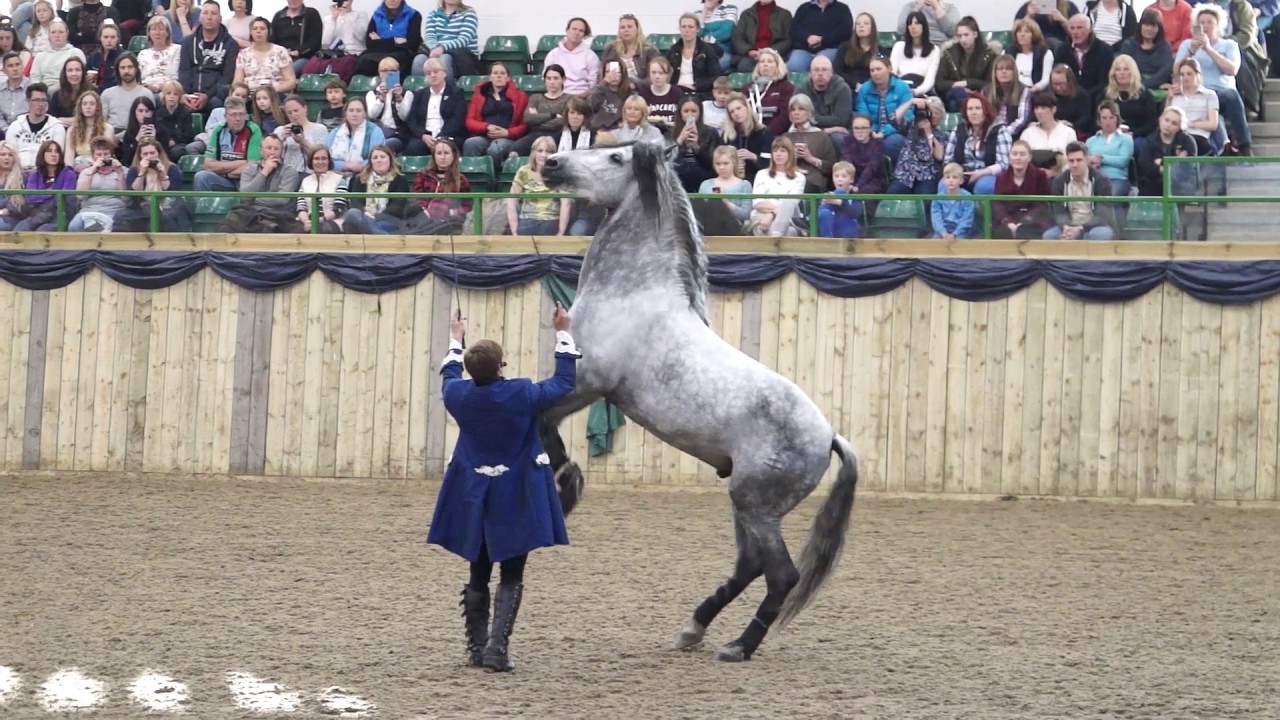 Stunt Horses, Liberty, Tricks, Jumping, Fire. Full Stunt Show Act 1 of 2