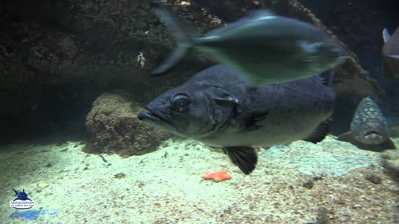 Mérou, qui es-tu ?