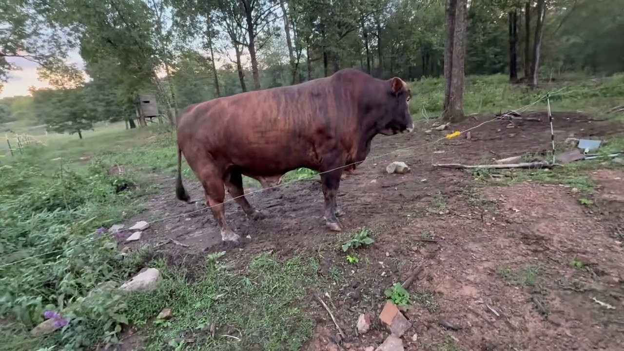 These guys always putting pressure on me. #rufusthebull 