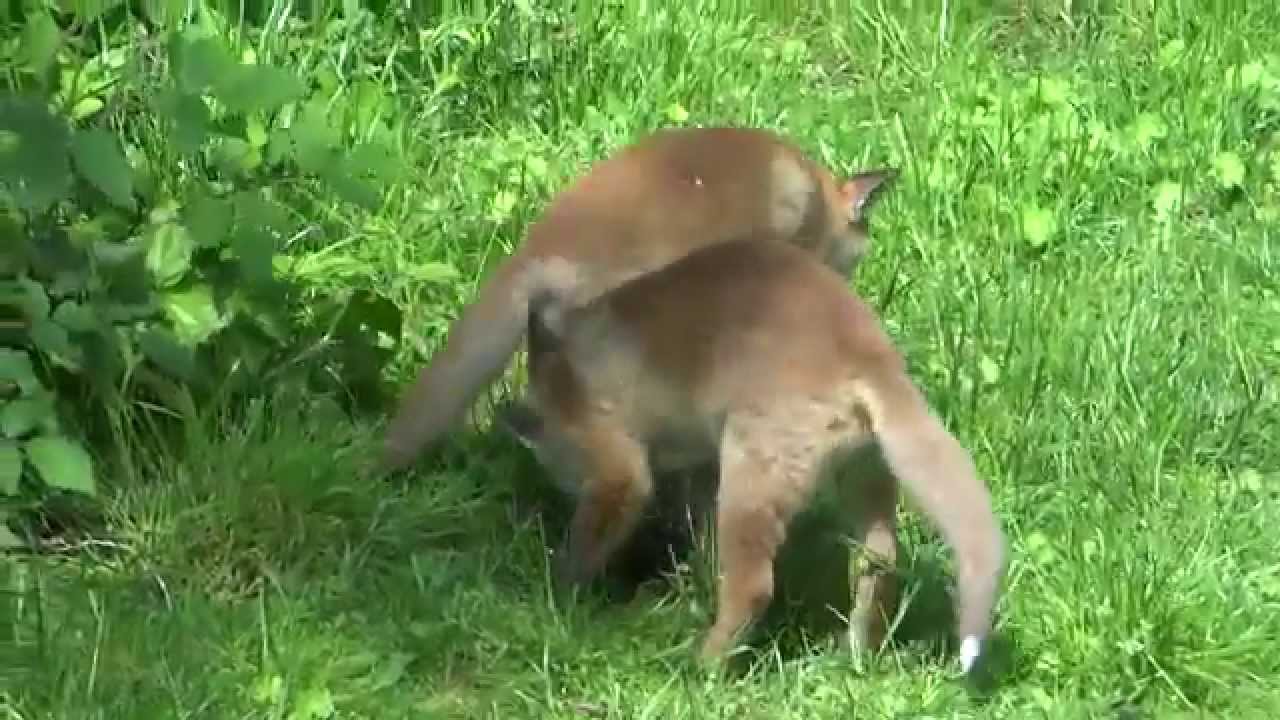 It's my toy.  2 fox cubs fight over a bulb!