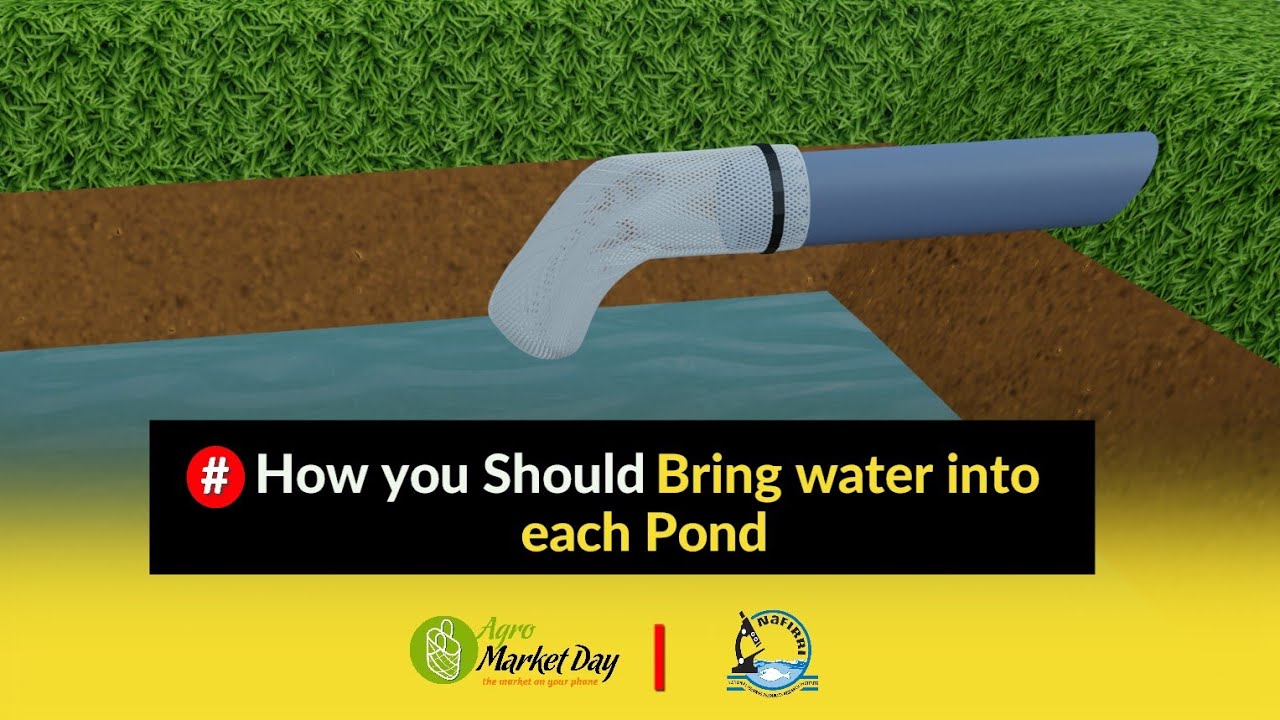 How you Should Bring water into each Pond || Pond Preparation