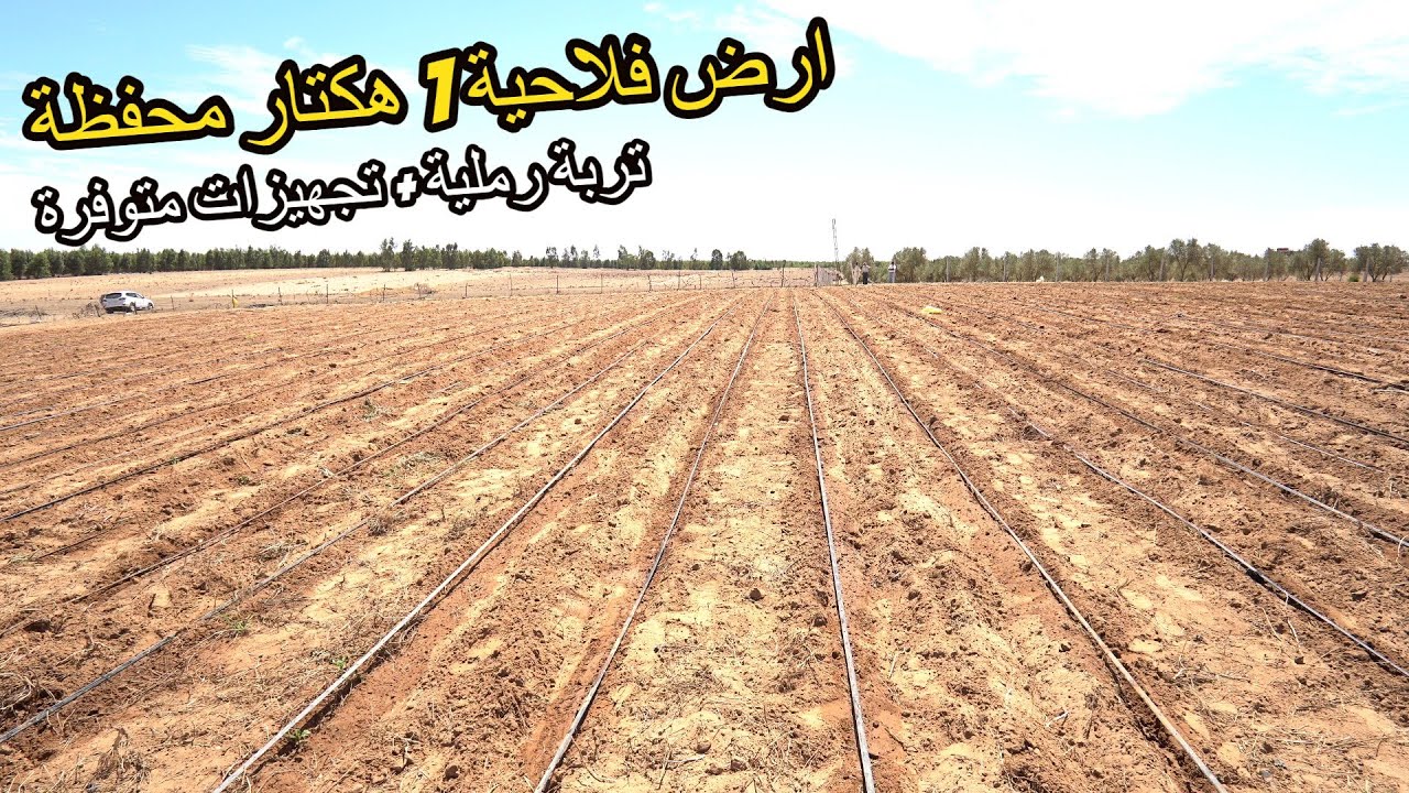 ✨ارض فلاحية مساحة 1 هكتار محفظة قريبة من الجيران ذات تربة رملية و مجهزة بوسائل الري بالتنقيط ✨تيفلت
