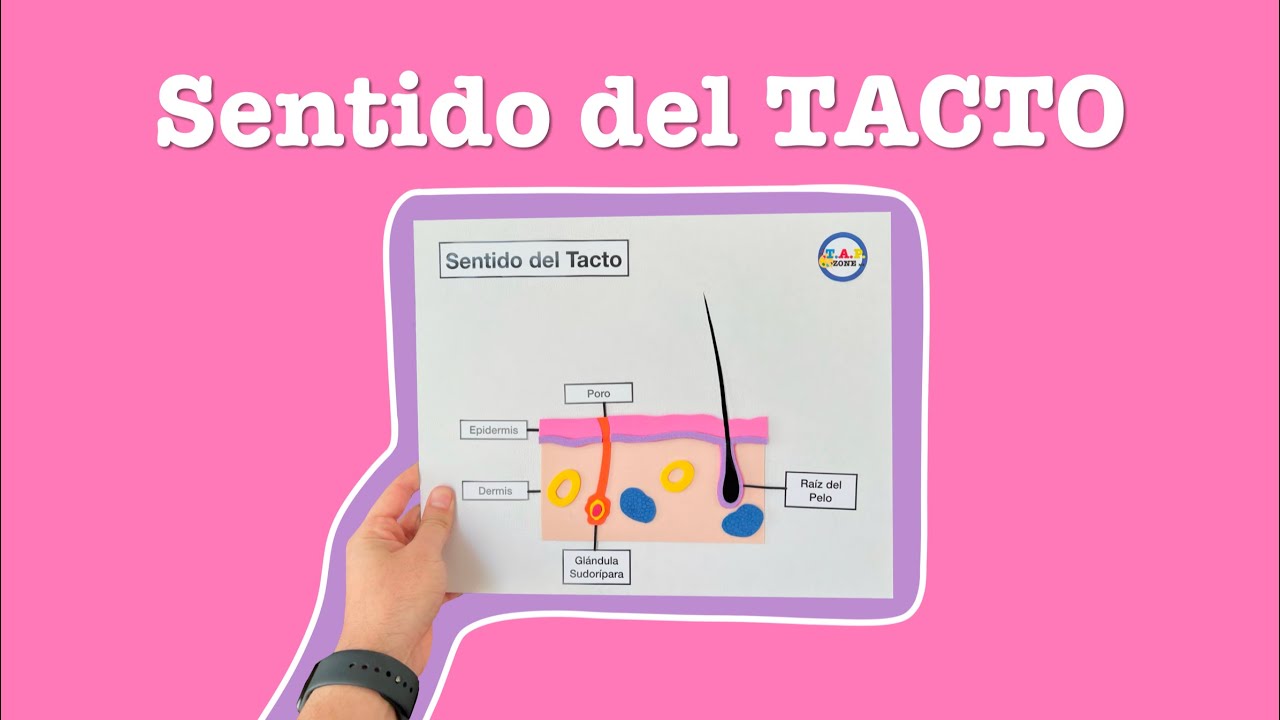 Comop hacer la maqueta del Sentido del Tacto - TAP ZONE Mx