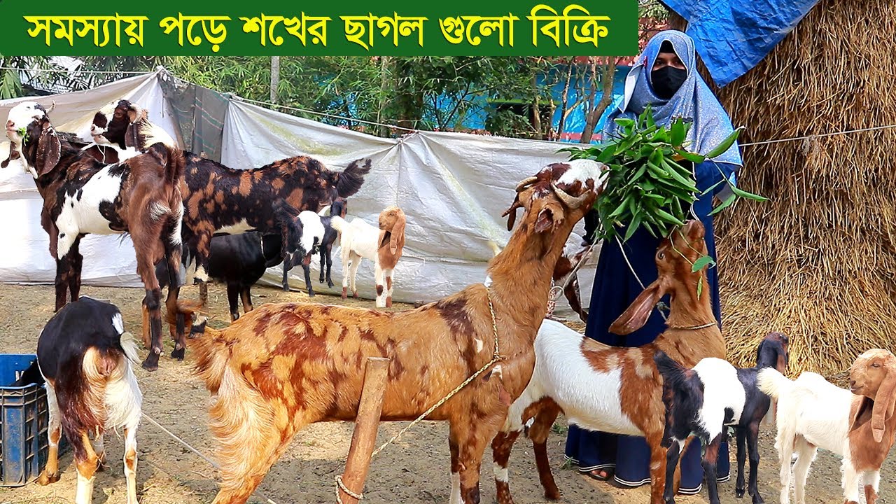 কলেজ ছাত্রী লিজা আপা শখের ছাগল গুলো বিক্রি করে দিবেন goat farm