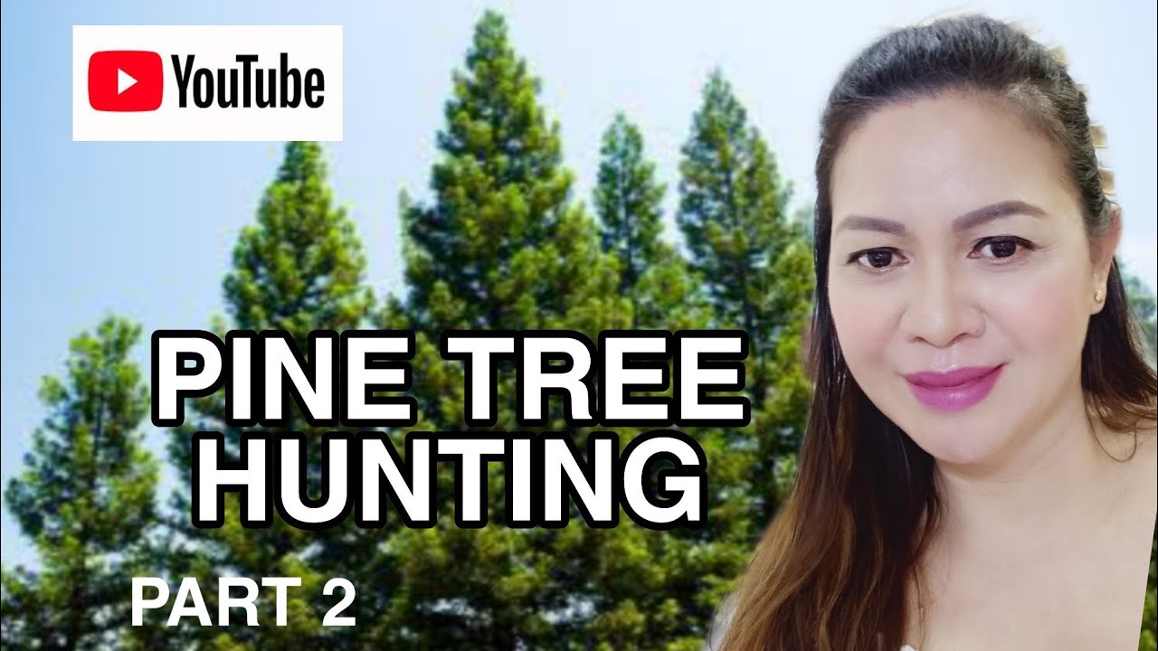 PINE TREE HUNTING AND SIGHT SEEING IN TAGAYTAY CITY #28