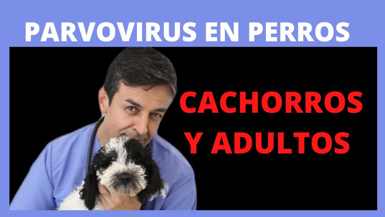 🛑  PARVOVIRUS EN PERROS- Principales síntomas y tratamiento 🛑🛑