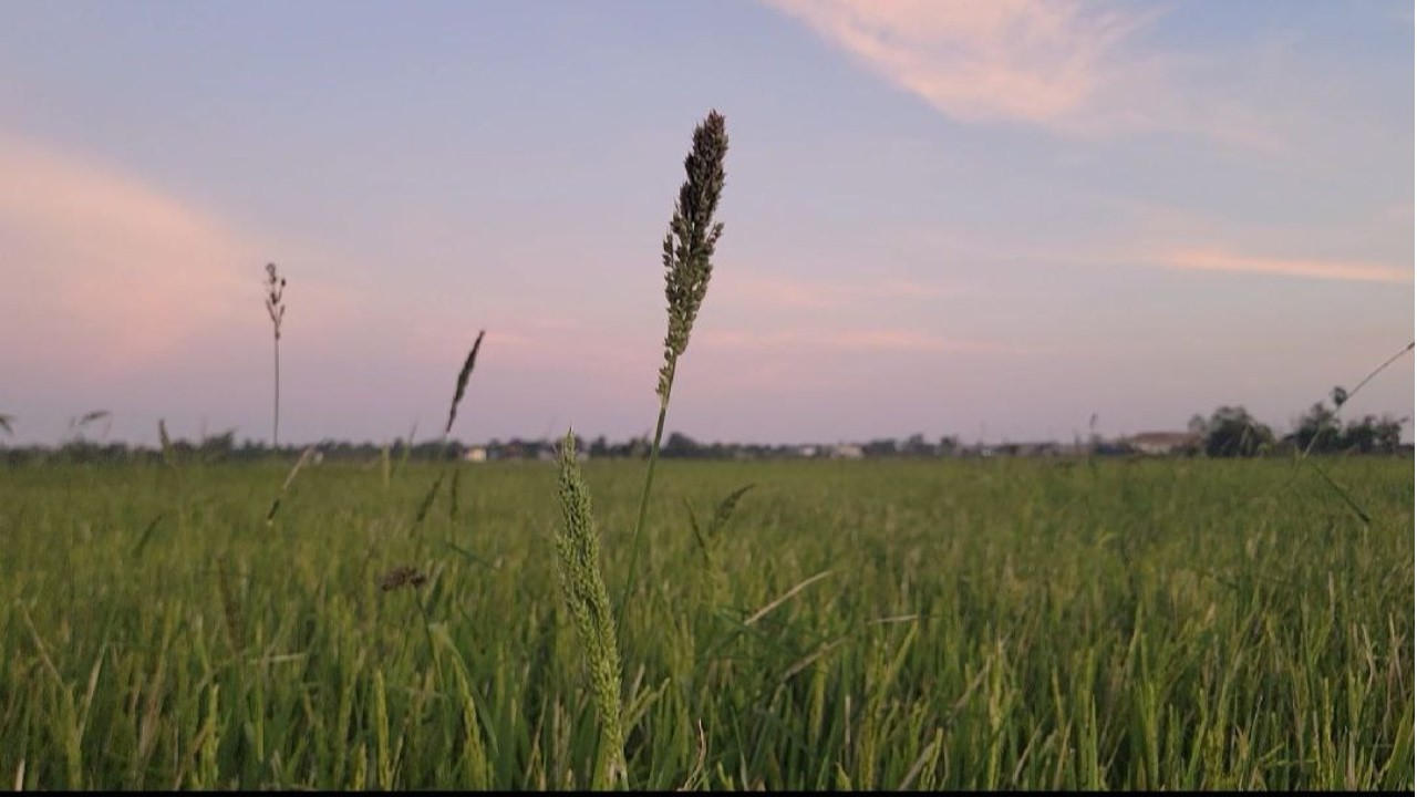 Natural With Sunset , Relaxing Music , Flowing Sound , Bird Sound , Anxiety , Paino Sound , Stress