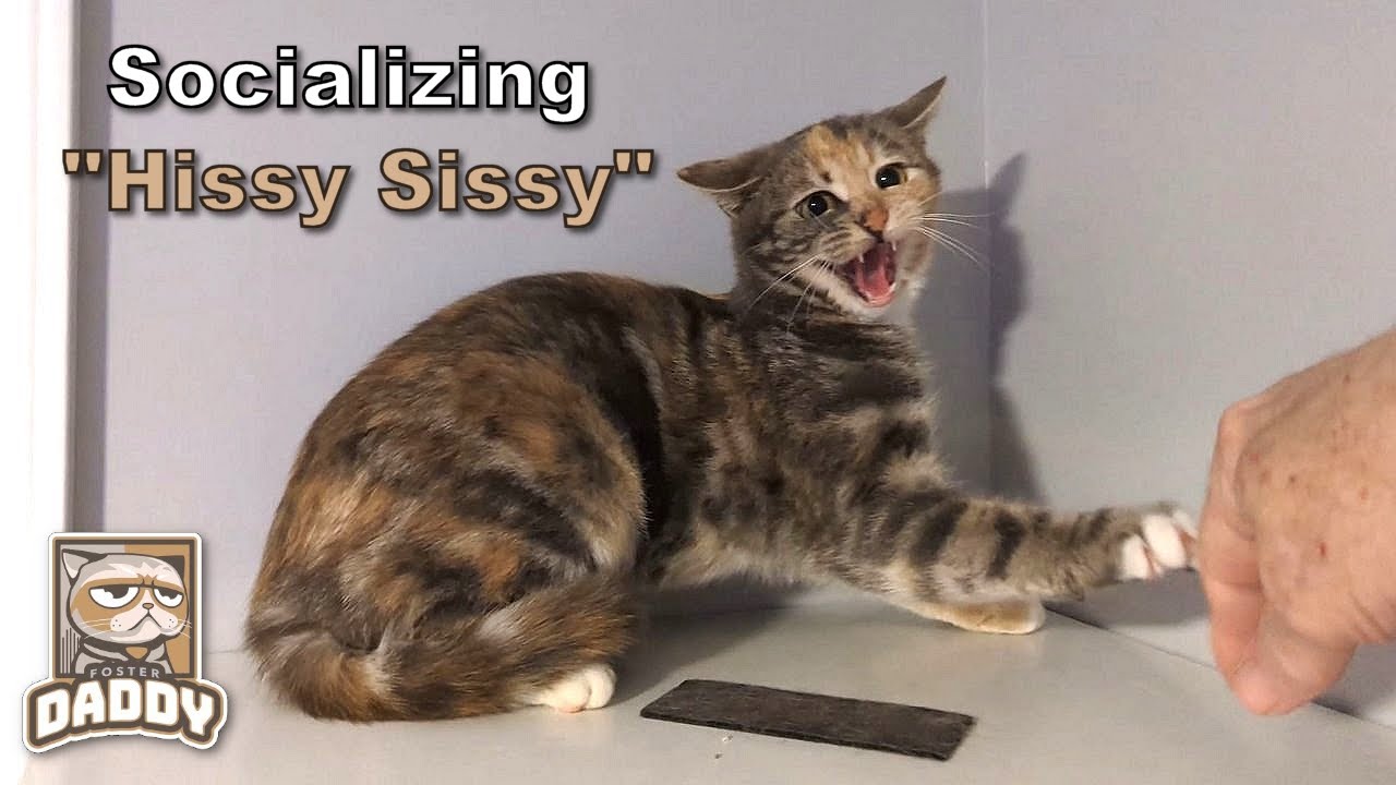 Socializing 