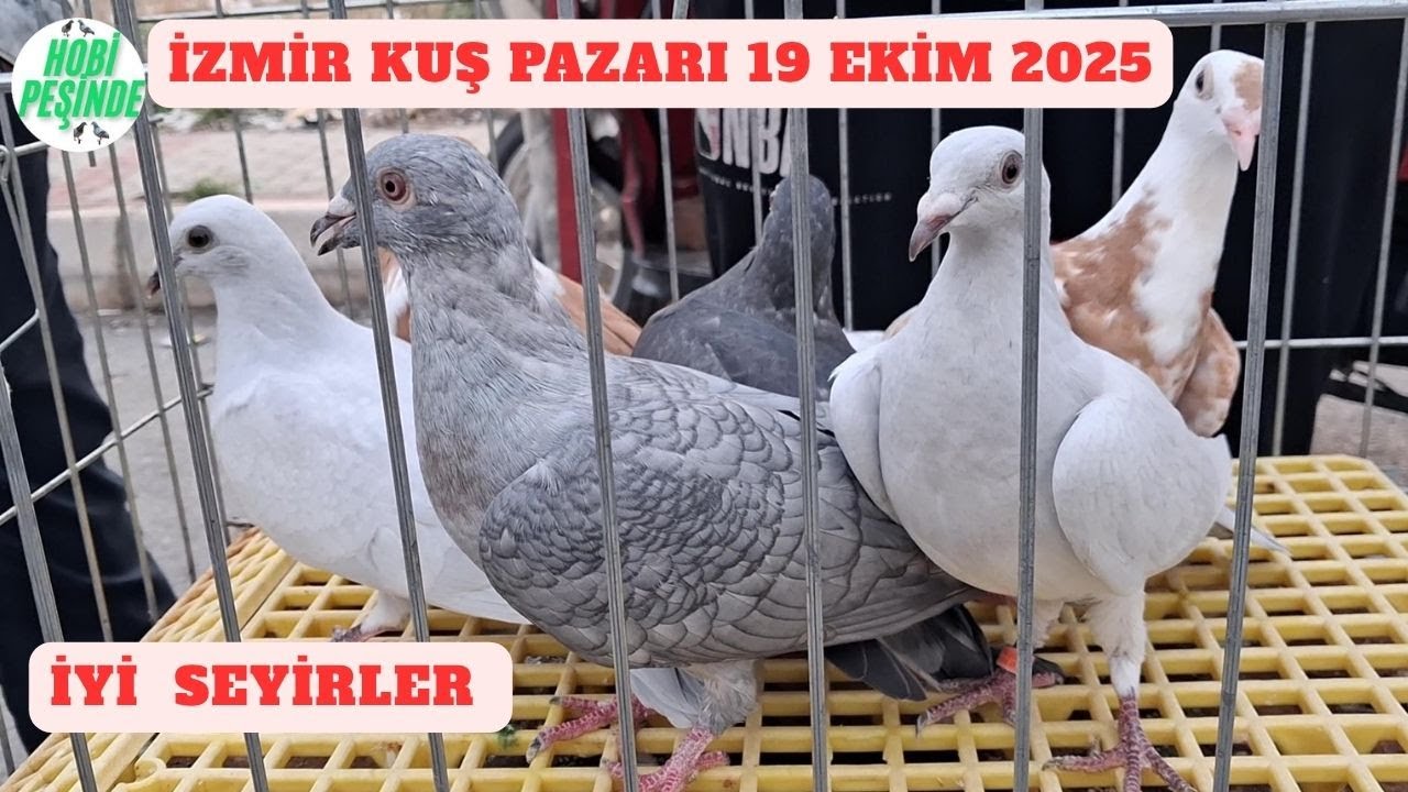 İzmir Kuş Pazarı #20 İyi Seyirler 19 EKİM 2025 #izmirkuşpazarı 