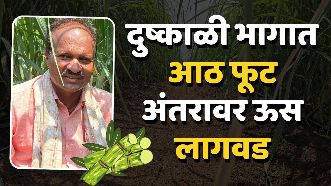 🔰दुष्काळी भागात आठ फुट अंतरावर ऊस लागवड | श्री. मोहन फडतरे | गन्ना मास्टर तंत्रज्ञान