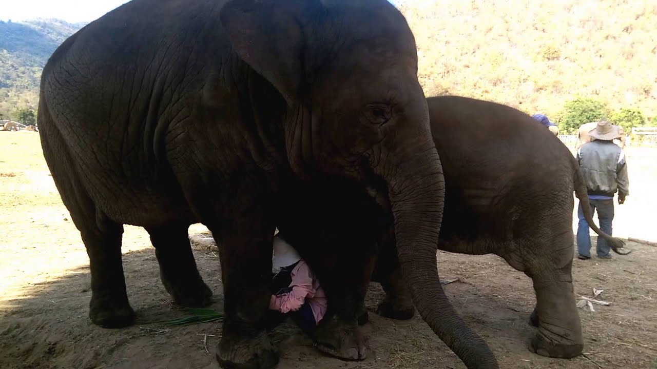 Lek Chailert's beautiful interaction with elephants at Elephant Nature Park in Thailand