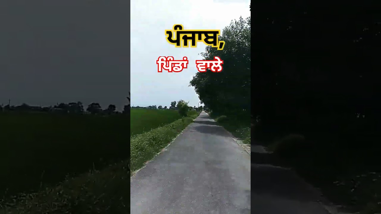 #pindwale #pind #longowal#farming #sangrur #punjab#virel#tranding#🤟📸#punjab#shortvideo #khet #kheti