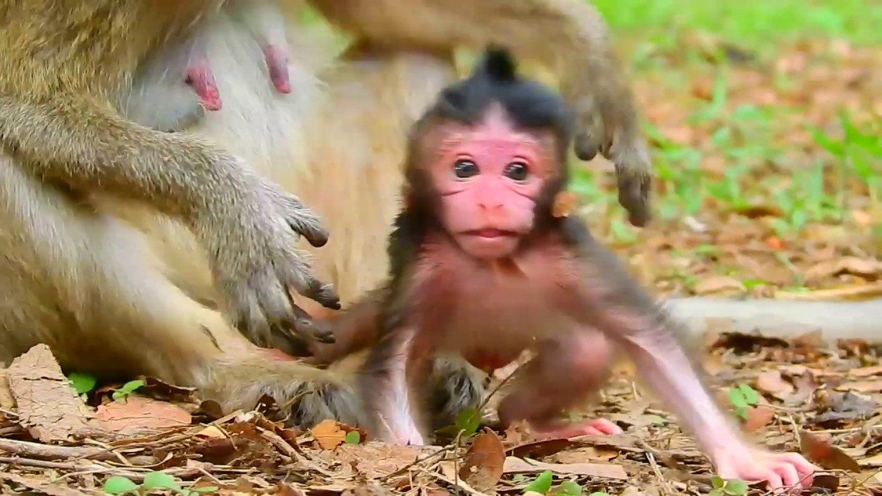 Wonderful!Newborn Monkey Learn Walk and Try Stand,Newborn Monkey Smart And Strong/Sweet Baby Monkey
