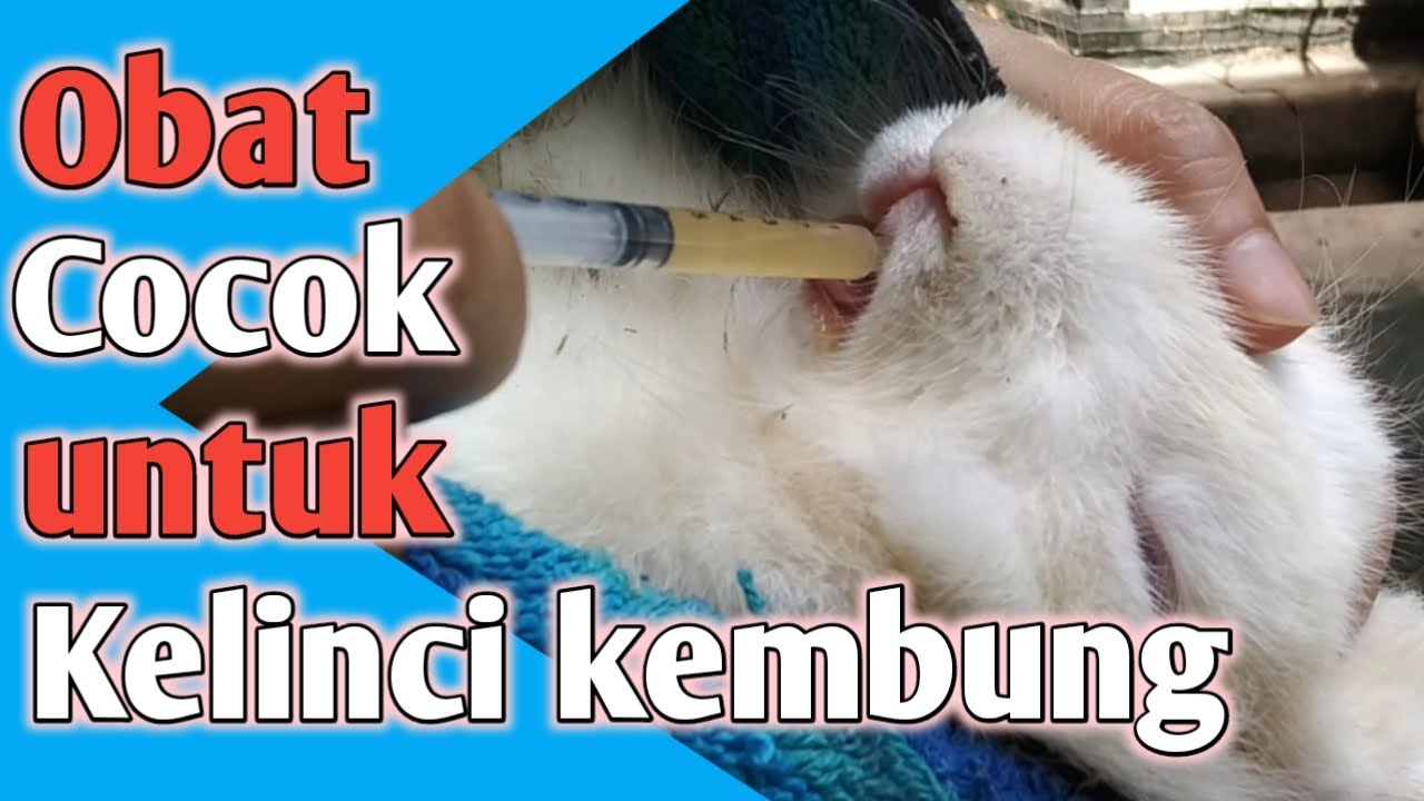 Cara mudah Mengobati kelinci kembung - Biobig