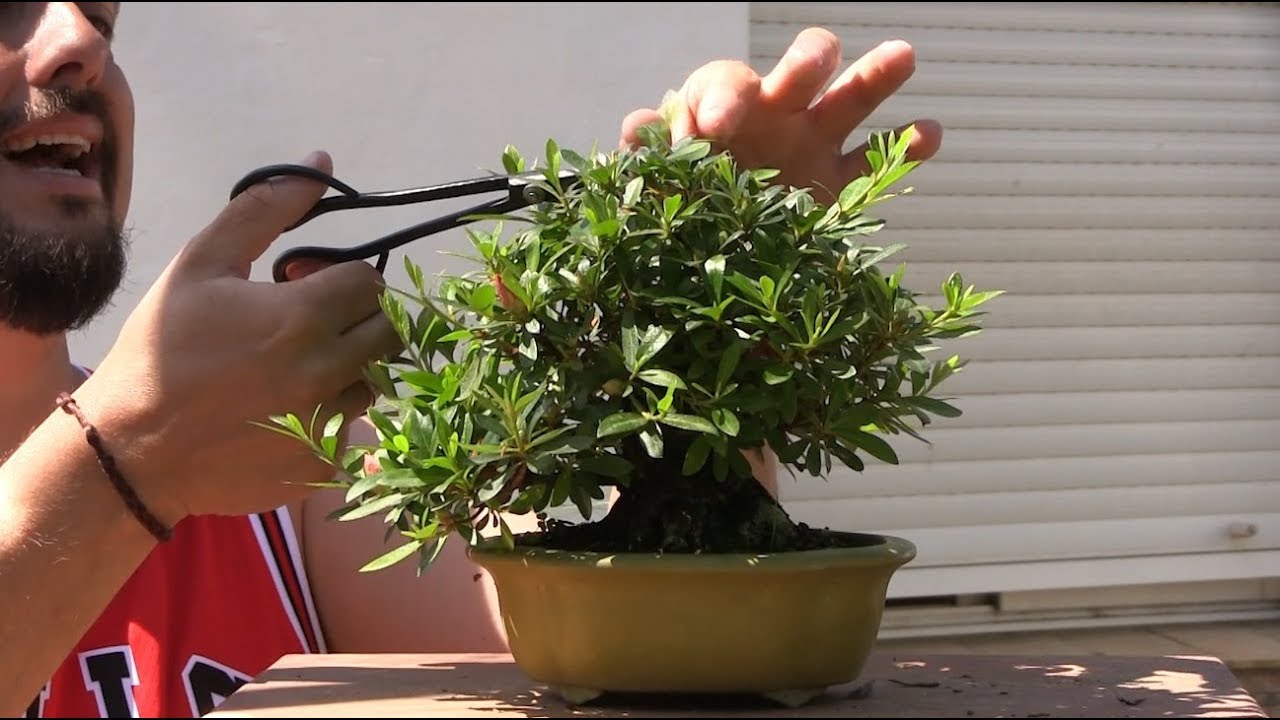 Bonsai Azalea - Trucos y cuidados