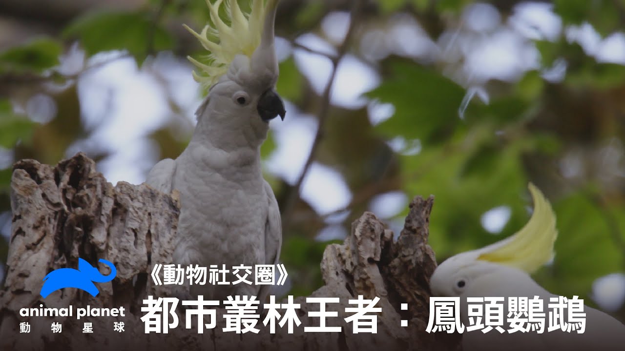 那一天，人類想起了被鳳頭鸚鵡統治的恐懼？｜動物星球頻道